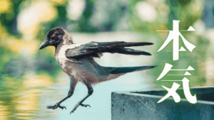 【幸運を武器に】セレンディピティを最大化するHSS型HSPの行動哲学。悟りと日常の融合。