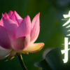 「参拝」｜浄土宗総本山・知恩院探索の最適解。壮大な伽藍に秘められた歴史と七不思議の真髄｜魂のままに現実を創造し、新しい時代を生きる